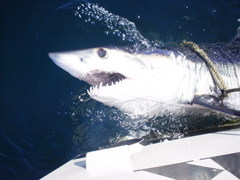 Mako Sharks On The Fly - No Boundaries Part 2